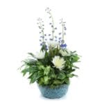 Fresh-Dishgarden-Planter-$69.99-Assorted-foliage-plants,-spider-mums,-delphinium,-8-10in-ceramic-pot-or-basket-(container-may-vary)-Approx-16Hx10W