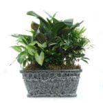 Large-Garden-Planter-$79.99-Assorted-foliage-plants-in-10-12in-ceramic-pot-or-basket-Approx-16Hx12W