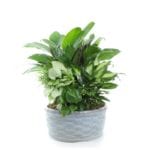 Medium-Garden-Planter-$59.99-Assorted-foliage-plants-in-6-8in-ceramic-or-basket-container-Approx-14Hx8W