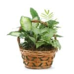 Small GardenPlanter $39.99 Assorted foliage plants in 6in basket or ceramic planter Approx 12Hx6W